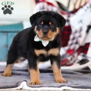 Kobe, Rottweiler Puppy